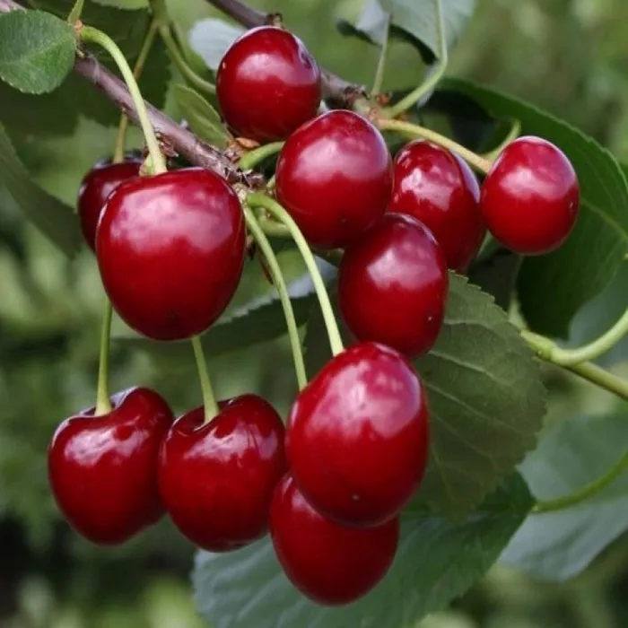FRESH CHERRIES