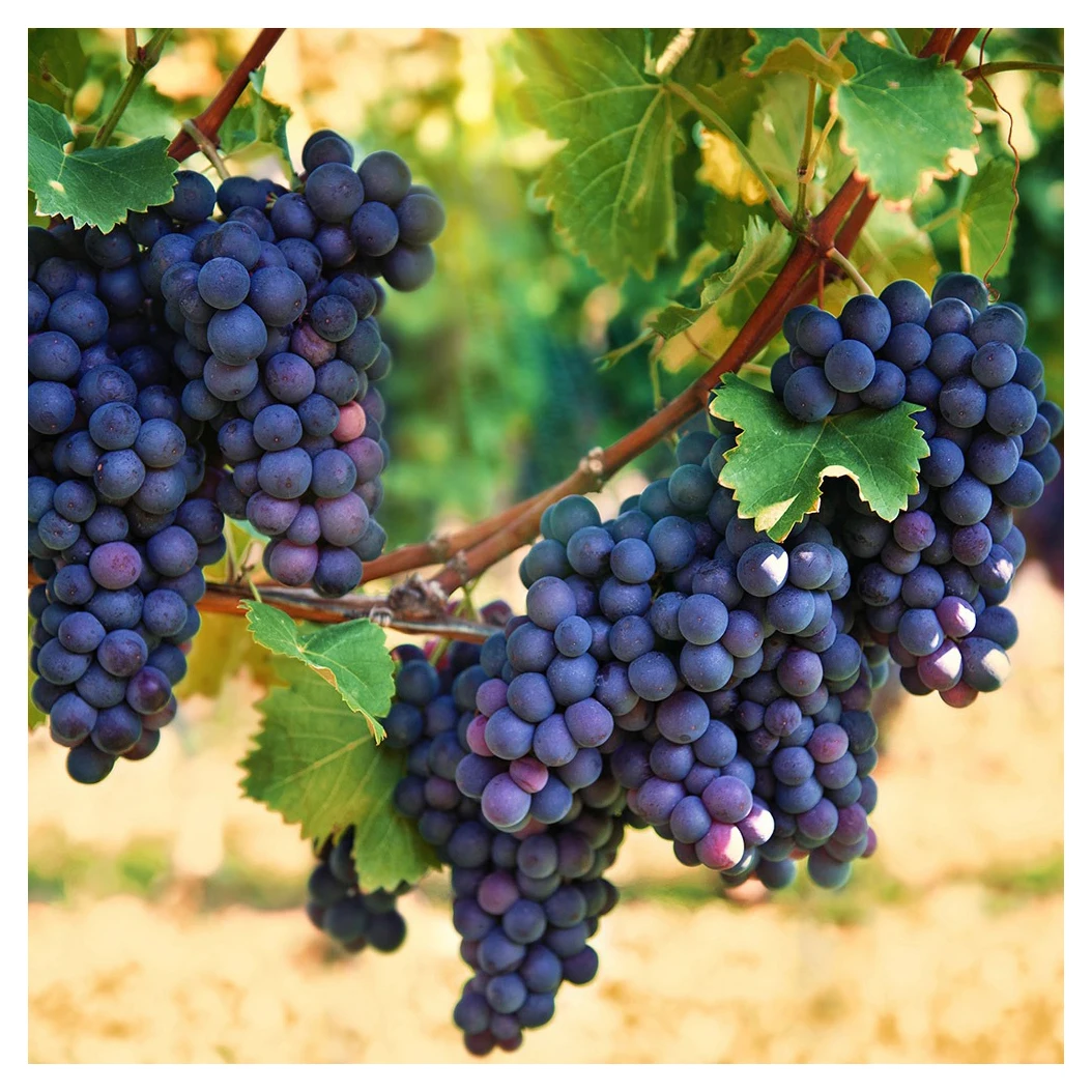 Fresh Top Quality seedless grape in cartoon and plastic wholesale best price healthy fruit sweet juicy