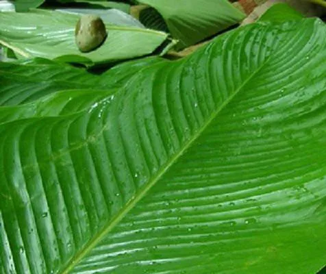 Dong Leaf Eco Friendly Wrapping Traditional Cake In Vietnam Decorating Food For Food Stuff Replace To Plastic Bag Biodegradable