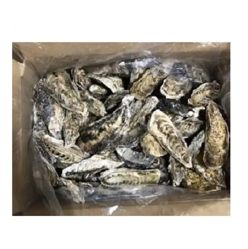 Delicious Grilled Oysters Japanese Seasoning Seafood Supplier