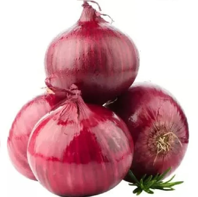Hot Sale Cheap Price White Normal 5.0 cm 1kg x10 Carton Fresh Wholesale Price Buy Indian Fresh Onion 25 metric tons (Min. order)