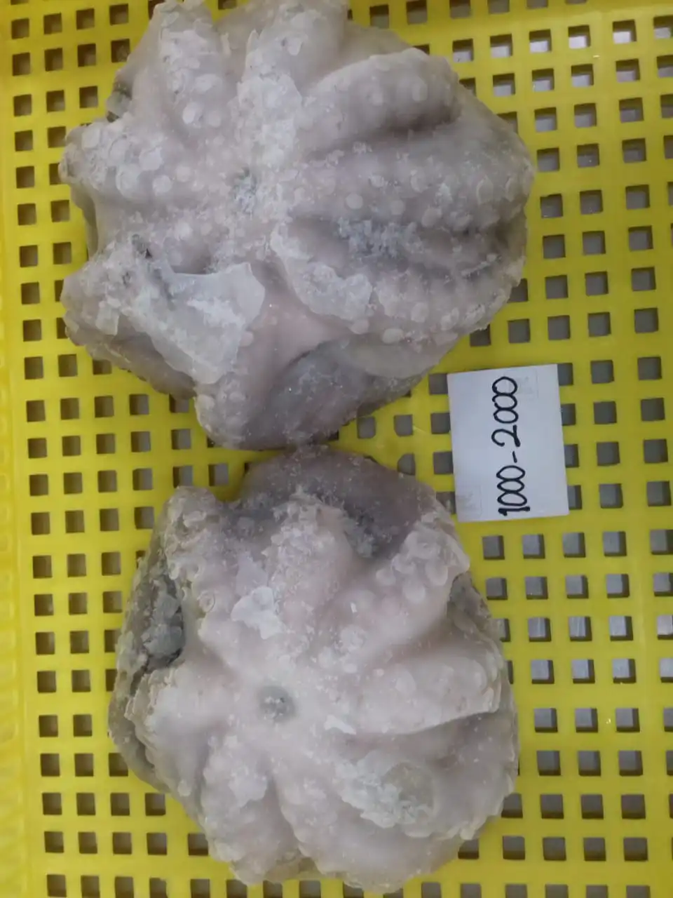 FROZEN FLOWER OCTOPUS GOOD QUALITY INDONESIAN ORIGIN