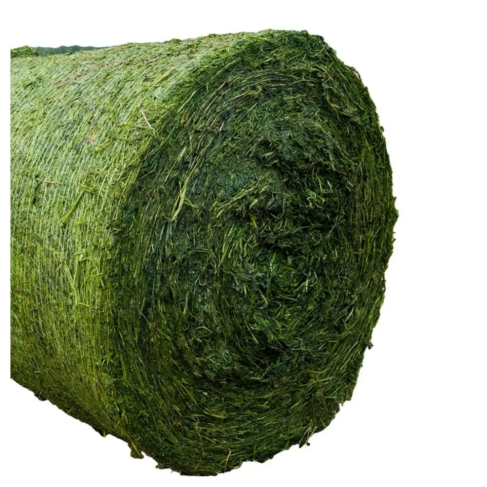 Suppliers High Quality alfalfa cubes for cattle Feed at wholesale price Fresh / Dry Timothy and Alfalfa Hay Available