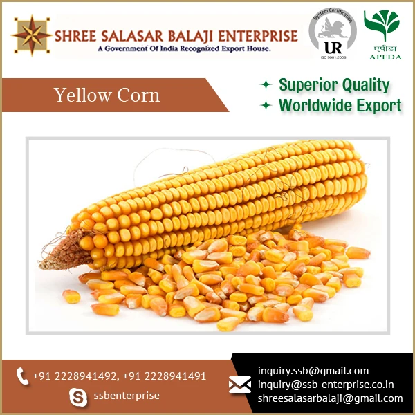 Indian Yellow Corn High Grade Corn Export Quality Yellow Maize Corn animal feed MOISTURE Condition Type Dried Grade