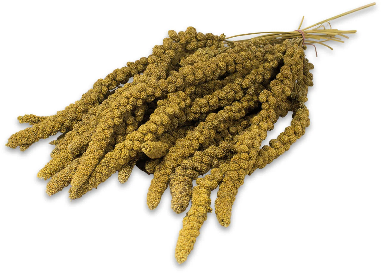 BIRD FOOD YELLOW MILLET SPRAY  Newest Harvest Dried Millet Spray for Bird feeding 2022 Crop Pet Nutrition Products China Origin