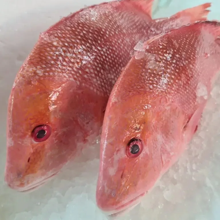 Red Snapper Best High Quality Fresh Frozen Red Snapper Fillet Skin On