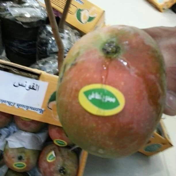 NEW HARVESTED EGYPTIAN MANGO FOR QUICK EXPORT