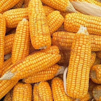 Желтая кукуруза сушеная желтая попкорн белая для потребления и корма