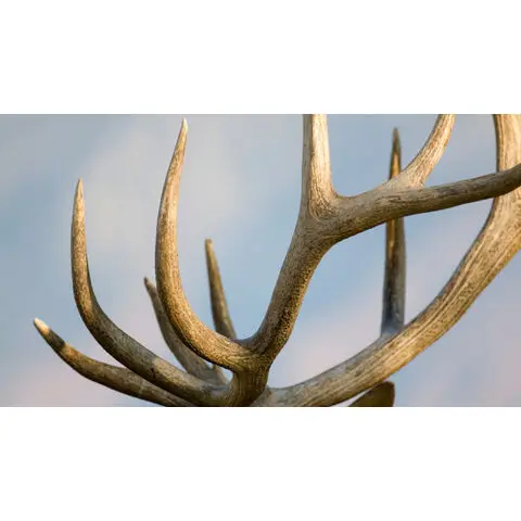 Cheap-Deer-Antlers (4).jpg