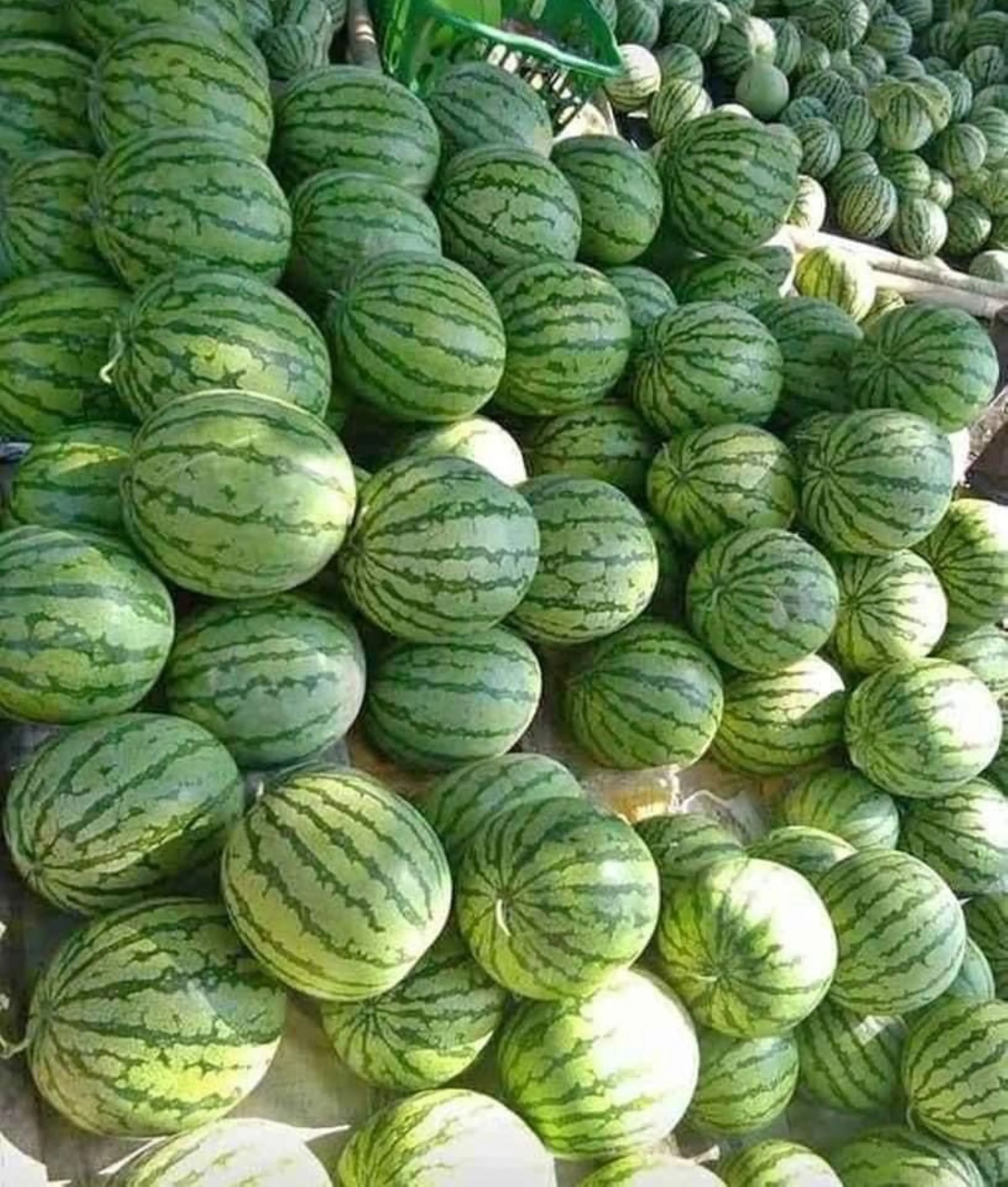 melon10.jpg