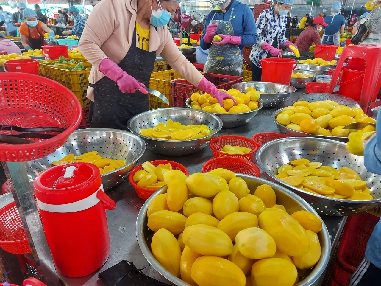 High Quality Natural Mango Dried Soft Mango Sliced Vietnam Origin Mangodried / 1Kg Bag / Dried Fruits