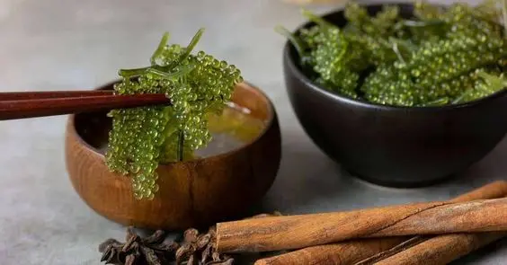 BEST SELLING SEA GRAPES - DRIED SEA GRAPE DISCOUNT FOR FIRST ORDER NATURAL DELICIOUS SEA GRAPES