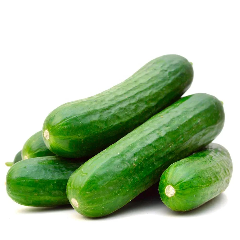 Fresh organic dried best quality cucumber
