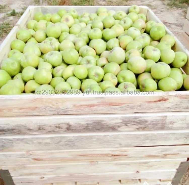 Natural apples are perfectly stored and remain juicy and fresh for a long time neat regular shape