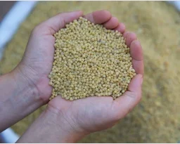 Diammonium Phosphate DAP