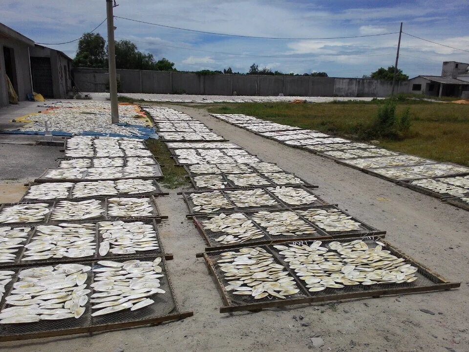 High Quality Special Price CuttleFish Bone From Vietnam