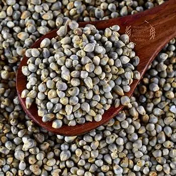 Indian Authentic Drying  Sajje / Kambu / Bajeer Millet with superior taste at lowest price from Exporters in India