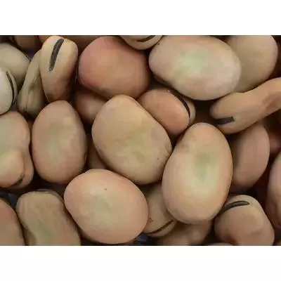 fava beans broad beans price Now Wholesale High quality Salted Broad Beans Chips, fried broad bean chips,fava beans