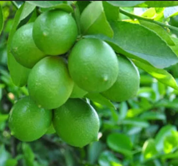 Экспорт зеленых лимонов на рынок ОАЭ, импортер Японии, рынок Кореи