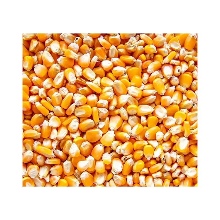 Высококачественная Желтая Кукуруза для потребления человеком и использования животных готова к экспорту
