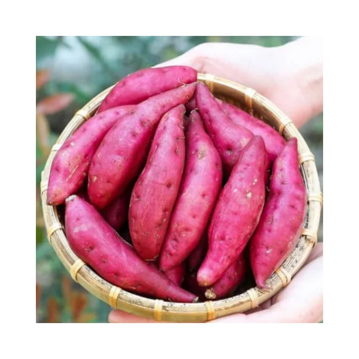 High-Quality Organic Sweet Potatoes - Fresh, Best Quality, Competitive Price, Export Ready, Wholesale, Ideal for Food