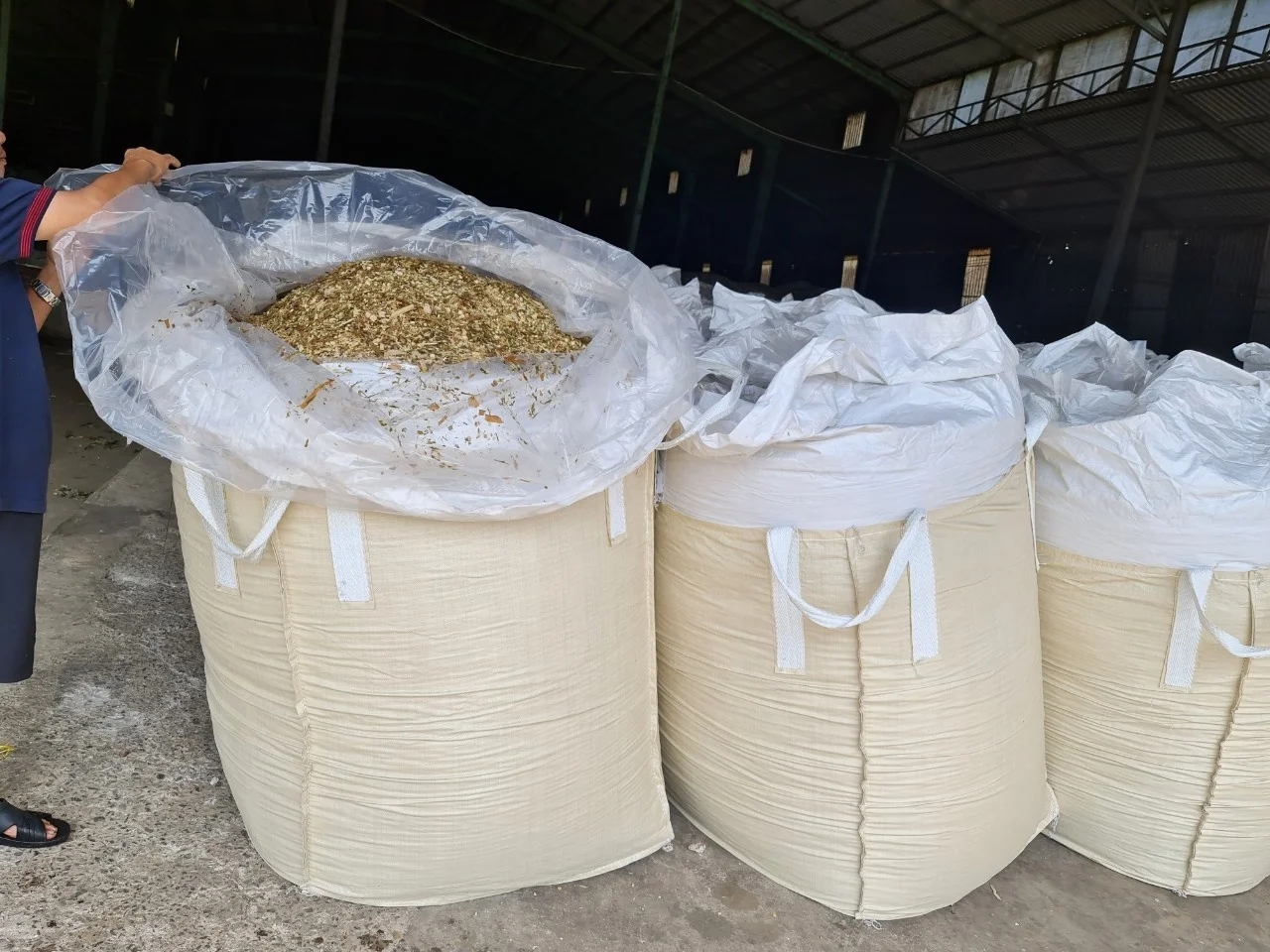 VIETNAM CORN SILAGE/CORN SILAGE ANIMAL FEED CONCENTRATE - HIGH QUALITY AND COMPETITIVE PRICE / Whatsapp +84902679738 Ms Jolie