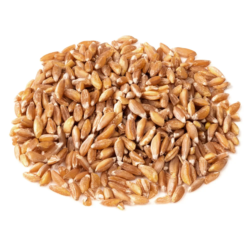 Good quality Durum Wheat grain ecological product of Russia reliable supplier beans grains seeds for sale