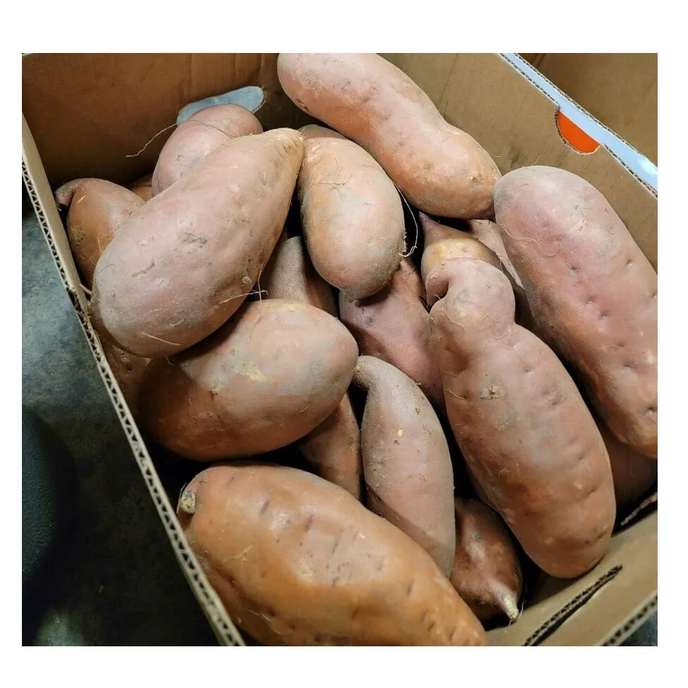 Potato fresh sweet potatoes  high quality  cheap price  professional export wholesalers fresh potato