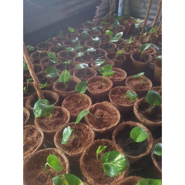 Лидер продаж, экологически чистые кокосы для сада-100% натурального кокосового волокна, Кокосовая шелуха, Кокосовая оболочка, Кокосовая горшка, сделанная из Вьетнама