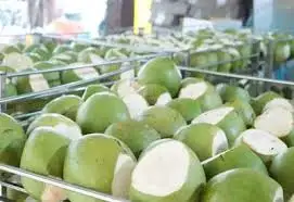 Cool Coconuts Water Coconut Green Coconut Packing Box Fresh Coconut From Vietnam