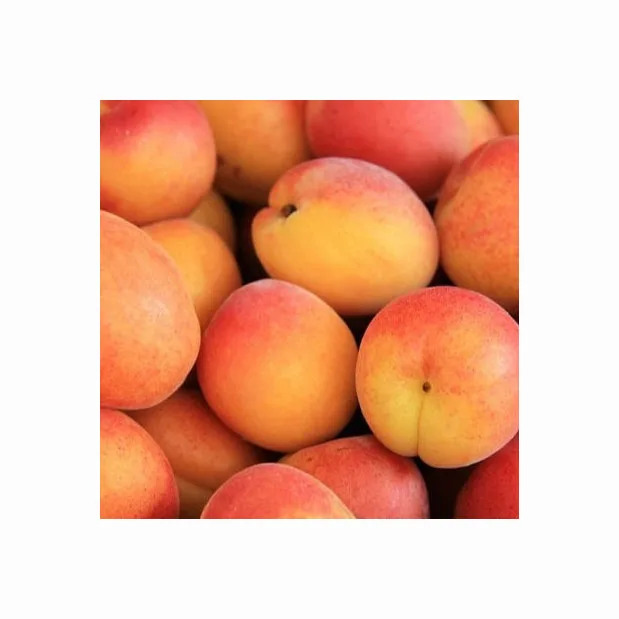 Top Quality Fresh Apricot, Organic Fresh Apricot, Fresh Apricot Fruit Supplier