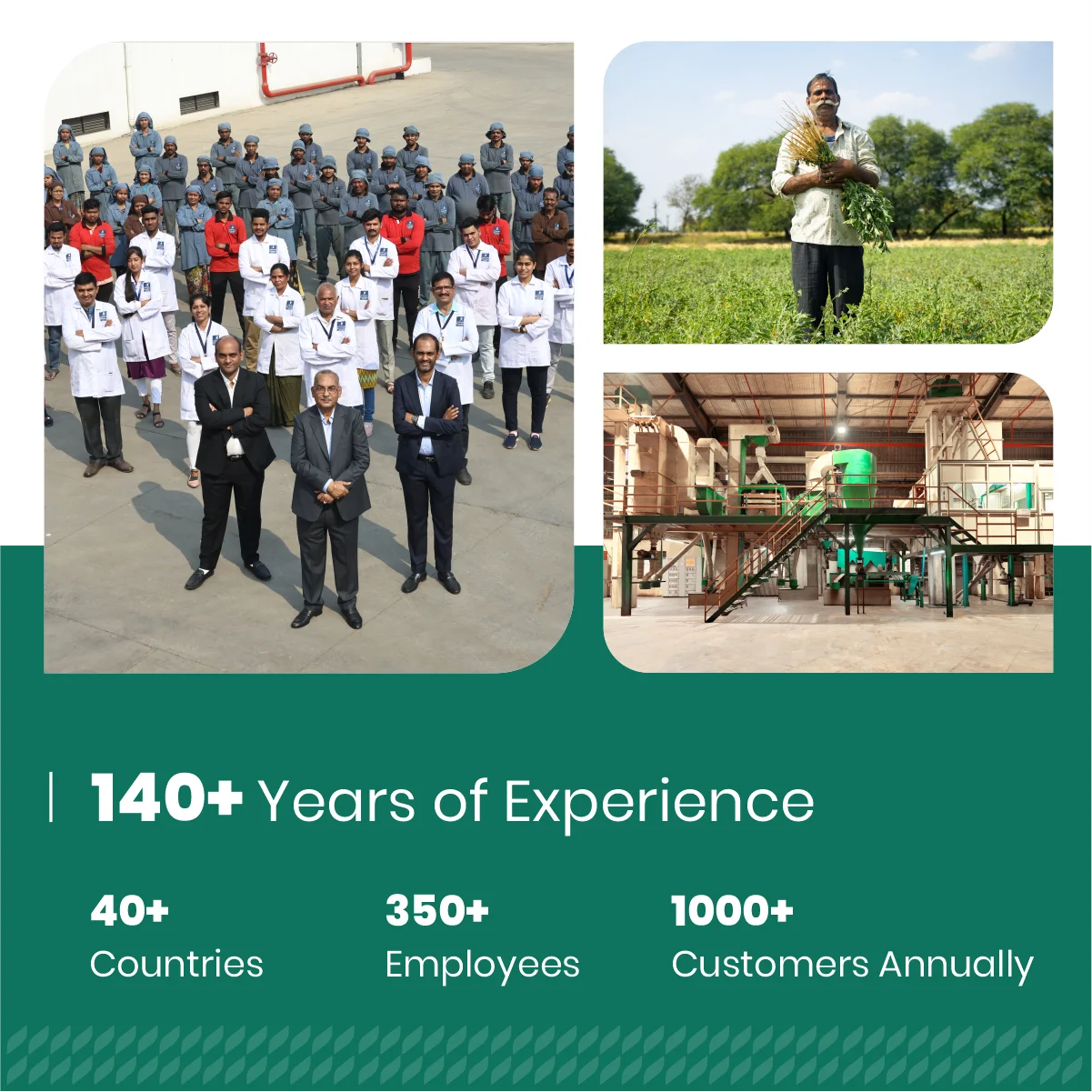 Желтый корень лопуха (Rumex Crispus) — травяной порошок пищевого качества мелкодисперсный