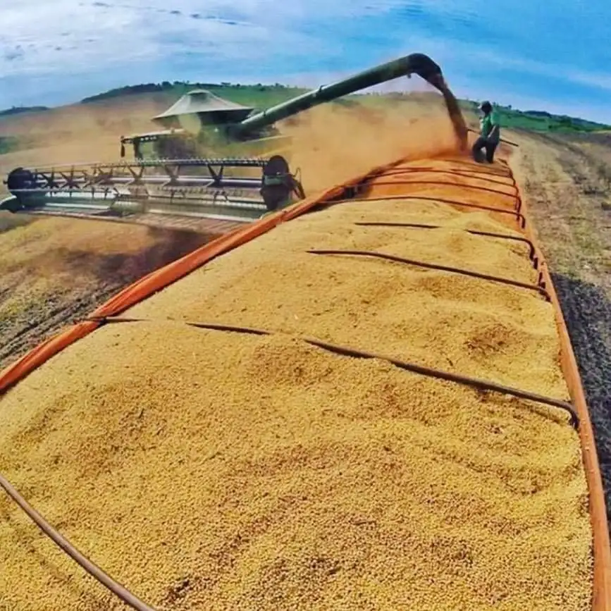 Soya Bean (2).jpg