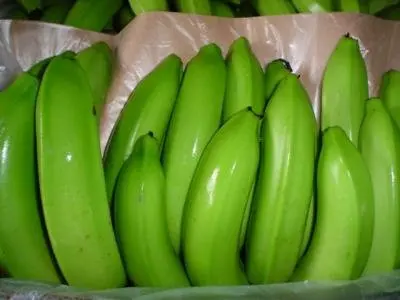 Fresh Green Dole plantain and banana