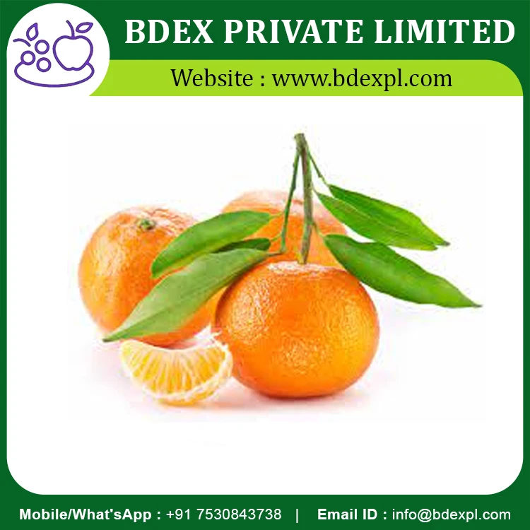 New Arrival Fresh Orange Available At Wholesale Price