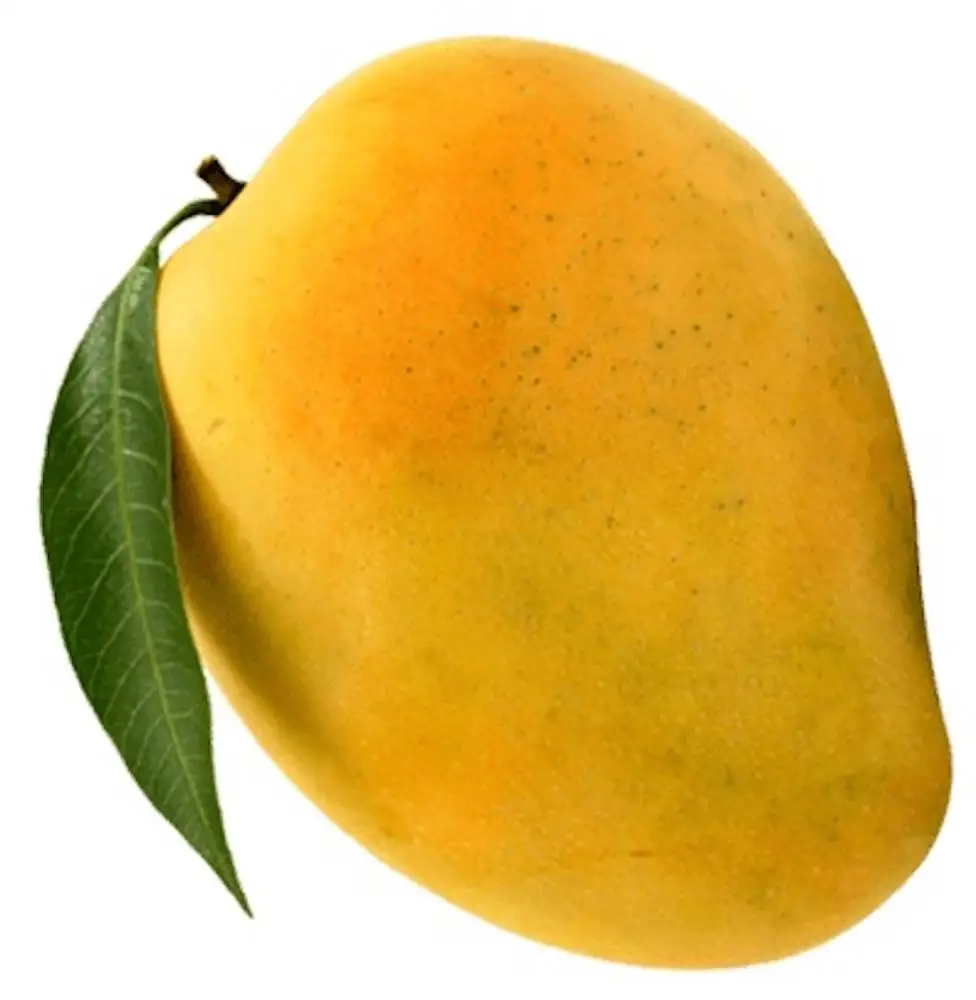 Оптовая продажа, свежее манго/Alphonso, манго, целлюлоза