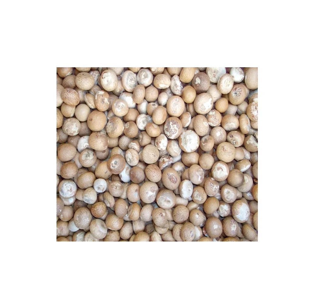 Premium Grade Of Betel Nut Supply Brand Quality Product From Thailand Manufacture Export Large Market