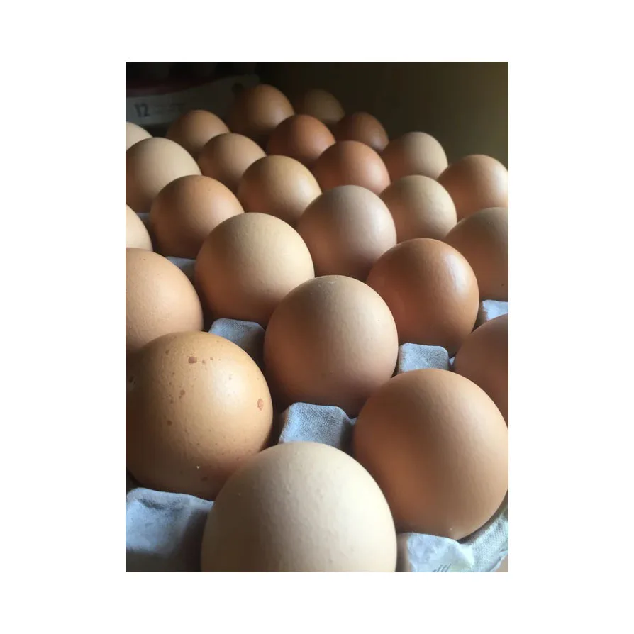 Оптовая продажа яйца для куриного стола продукты животного происхождения лучшие цены лучшее качество ферма свежие куриные столовые