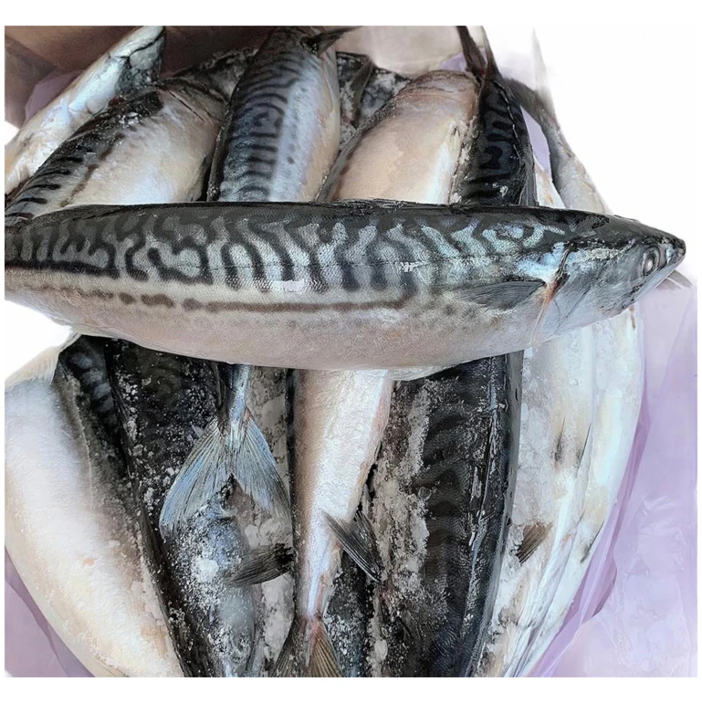 New Season Scomber Japonicus Frozen Pacific Horse Mackerel Fish