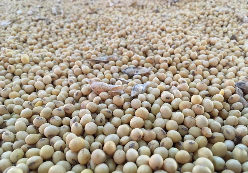 Лучшие высококачественные натуральные и не-GMO Желтые Семена сои/соевые бобы