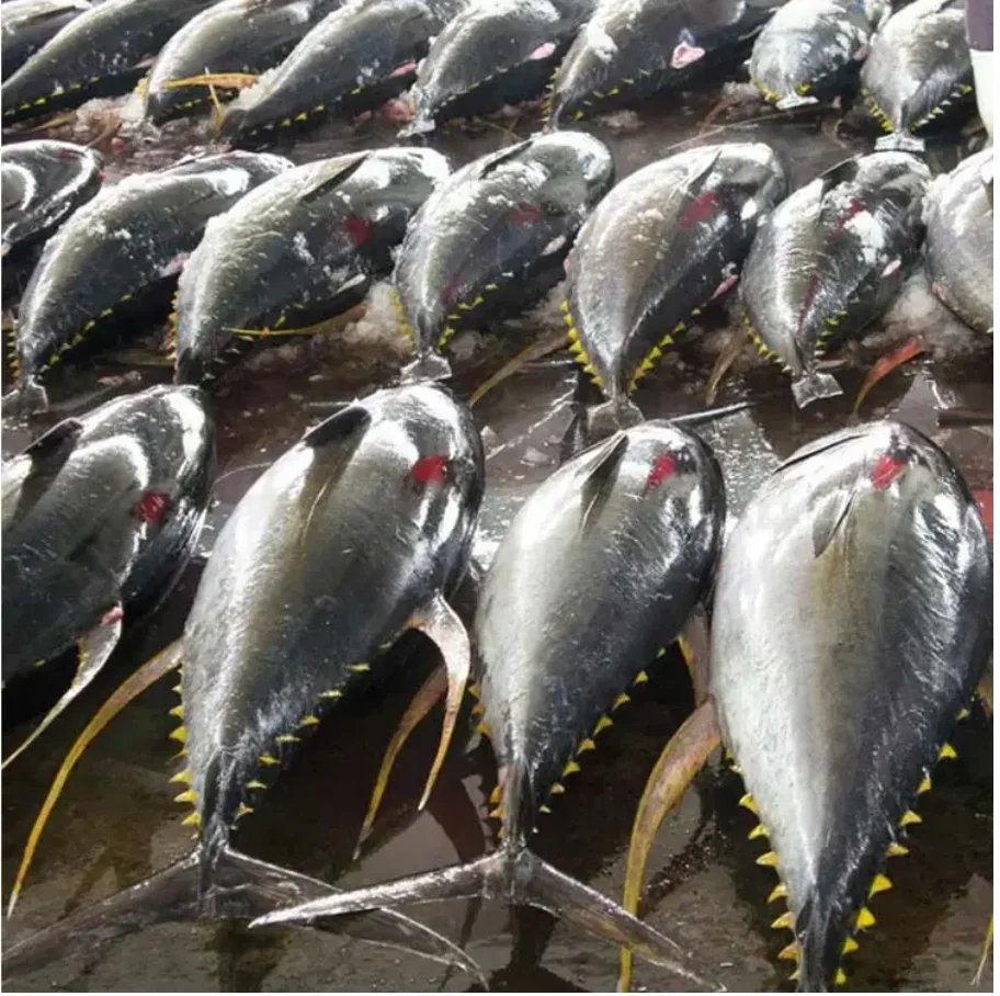 Свежая замороженная консервированная рыба тунца