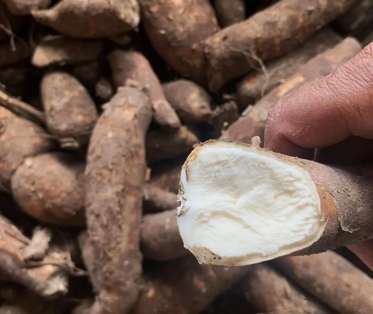 High Quality Food Grade A Industrial Tapioca Starch Alternative Corn Rice Potato for Pharmaceutical Paper Powder Flour White