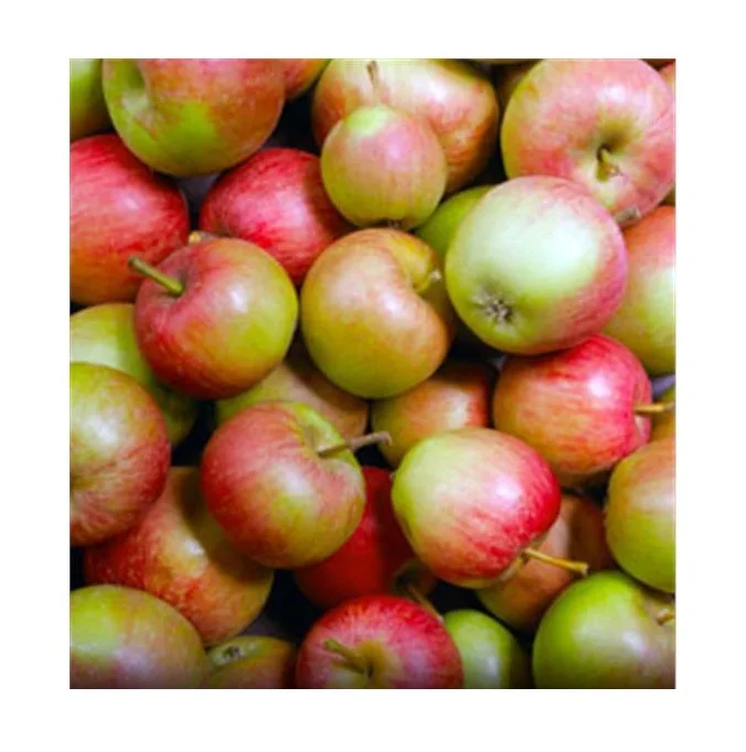 Свежие Яблоки Winesap оптом по низкой цене