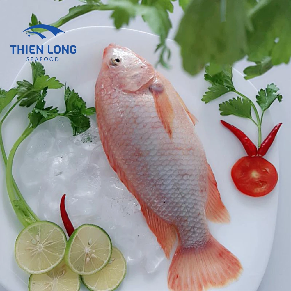 Wholesale High Quality Frozen Whole Red Tilapia With Weight 10kg ctn From Vietnam to make fish balls