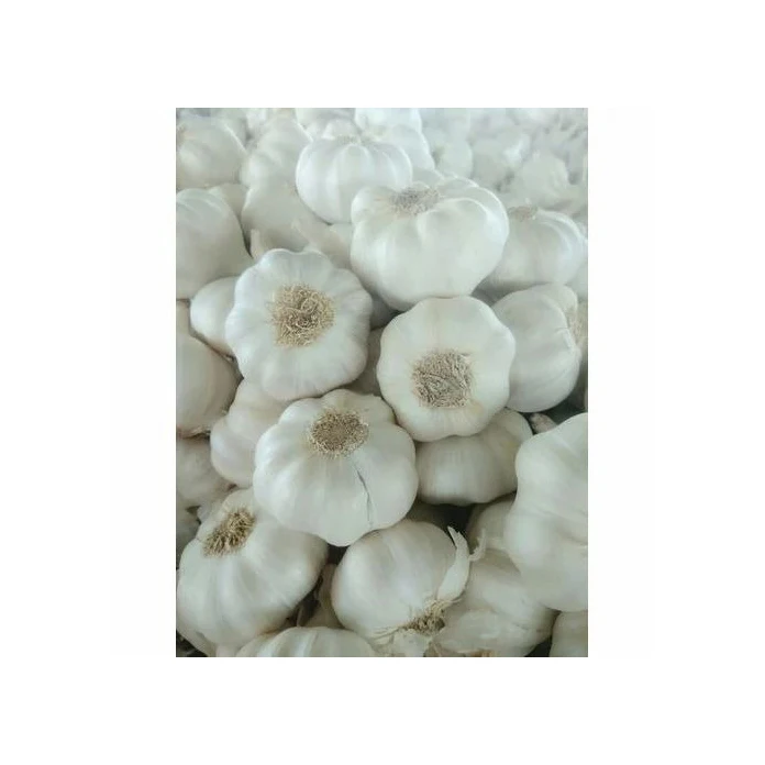 Wholesale Supplier Fresh Peeled Garlic for Sale in Reasonable Price