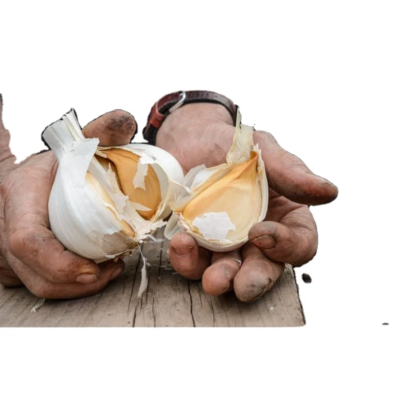 2022 MN Elephant Garlic export in net mesh bag packing