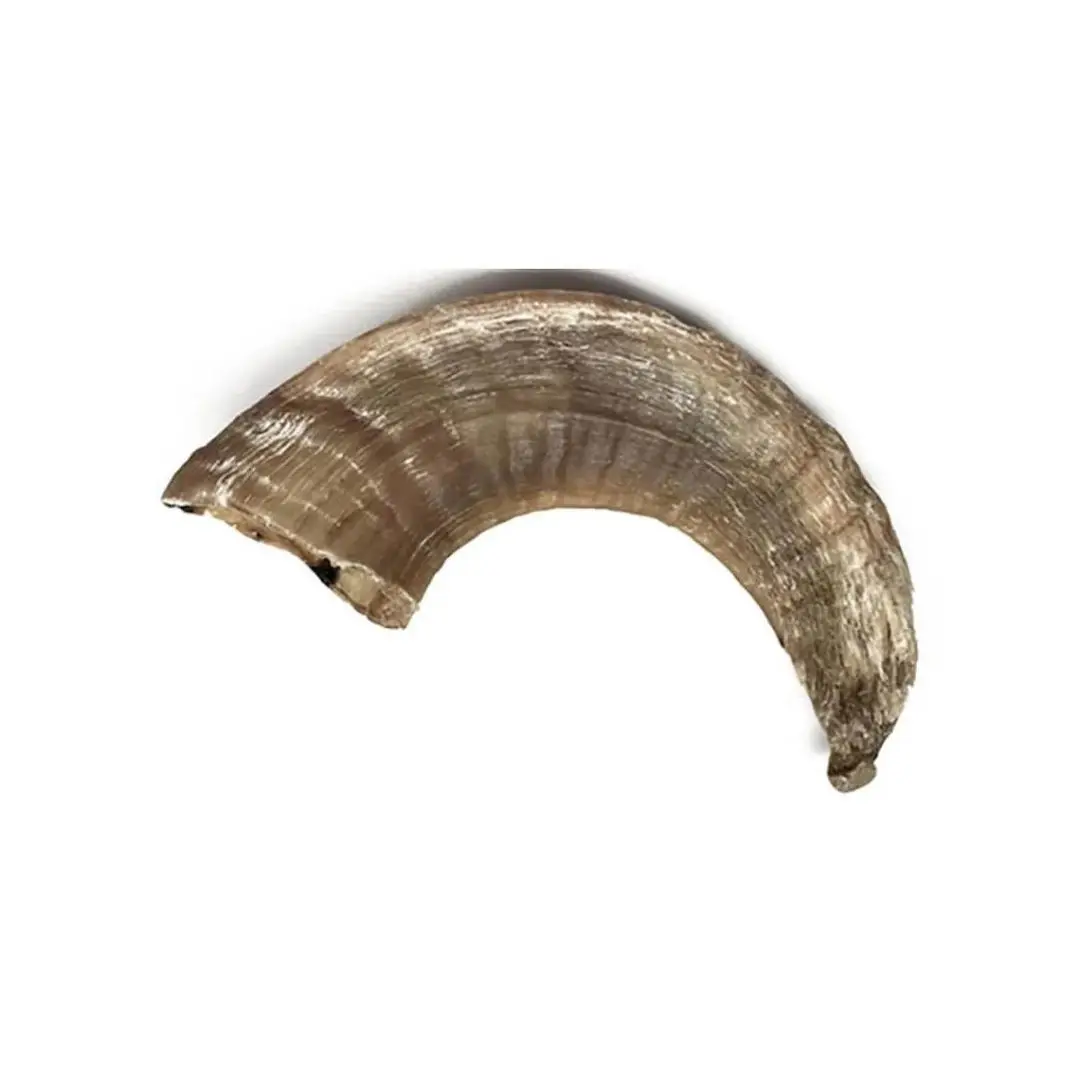 Sheep Horn With Natural Brown Horn Color Horn Product High Quality Product Use For Home Decor