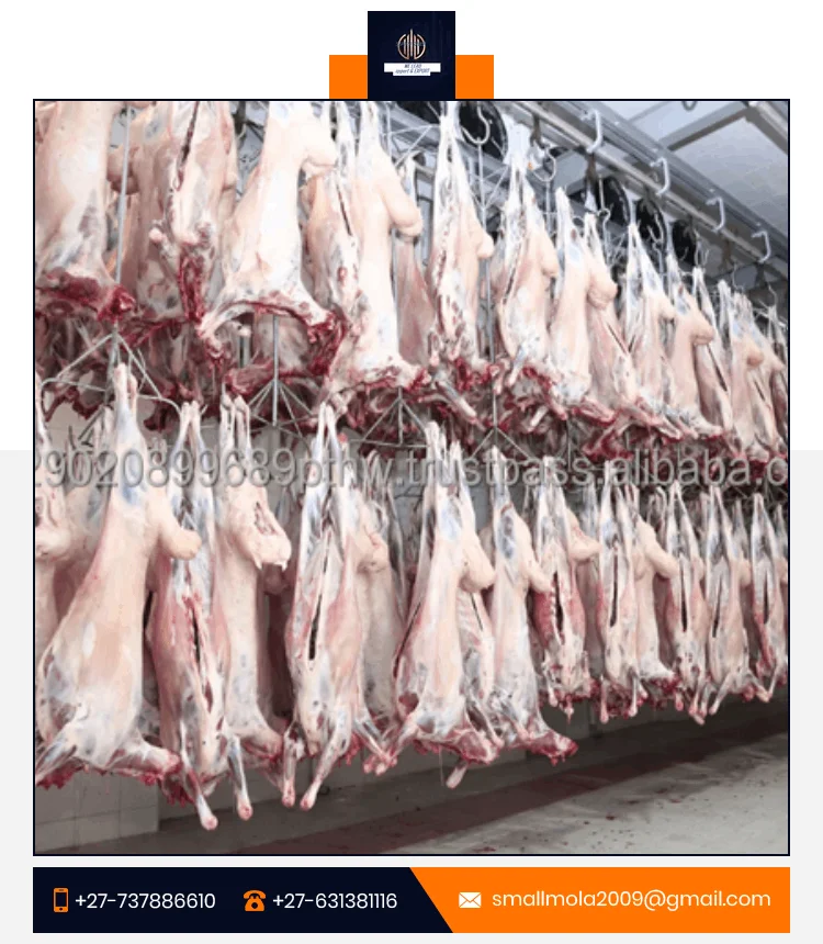 Sheep Meat Selected Sheep Meat Only Young Animals Packing Vacuum Bag Extraordinary Tenderness Sheep Meat Wholesale