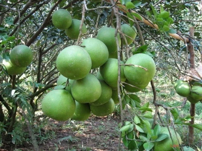 Grapefruit New Arrival - Vietnamese Green High Quality Export Standard Brix 10 13% Made in Ben Tre Vietnam