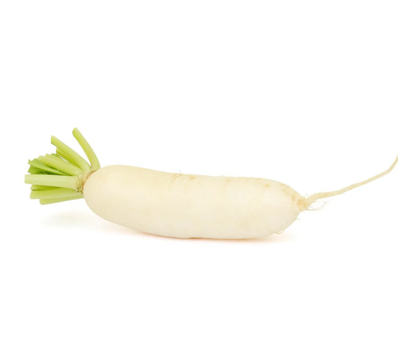 Wholesale Organic fresh white/Red Radishes